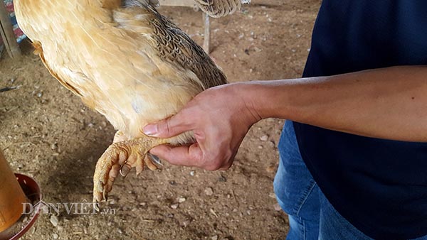 Điểm đặc biệt ở gà 6 ngón so với gà ta chính là là ở đôi chân với những chiếc cựa sắc nhọn.