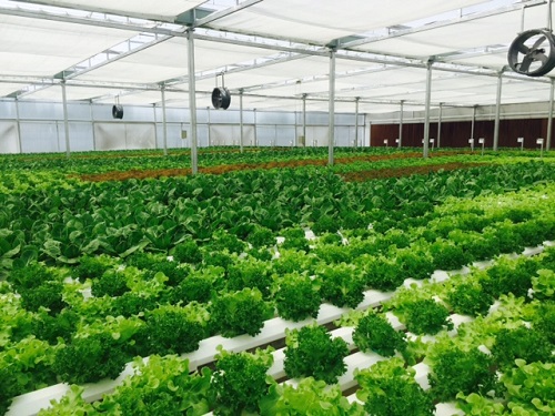 Vườn rau siêu sạch được trồng theo công nghệ thủy canh nhà kín.