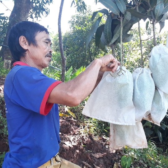 Những quả xoài to như bắp tay người lớn, dài hơn 20 cm được bao bọc bởi túi vải, ruồi vàng không thể châm được