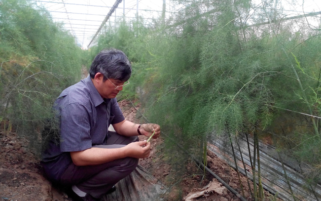 Cán bộ HTX Hồng Thái kiểm tra sự phát triển của măng tây xanh.