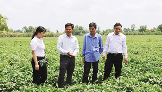 “Nông dân bạc tỷ” Đỗ Văn Thum (áo xanh) cùng đại diện chính quyền địa phương và cán bộ Agribank trên cánh đồng khoai lang rộng 24ha.