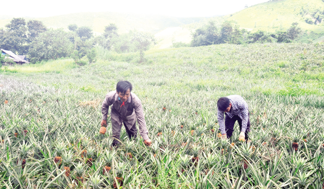 Dứa là cây trồng chủ lực của người dân Mường Chà, hiện toàn huyện có hơn 100 ha dưa, cho thu nhập trung bình 200 triệu đồng/ha/năm.