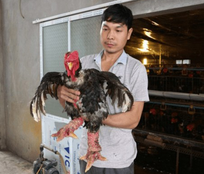 Mỗi năm, một con gà Đông Tảo đem lại lợi nhuận cả triệu bạc cho anh Thắng. M.N