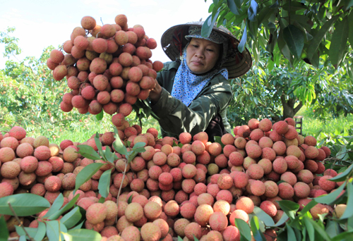 Người dân Thanh Hà thu hoạch vải thiều. Ảnh: IT.