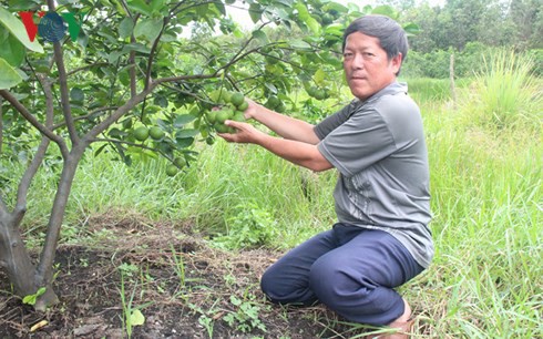 Thương hiệu cây chanh Thạnh Hóa đang được xây dựng.