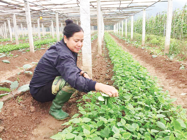 Mô hình trồng rau an toàn của hộ chị Nguyễn Thị Quyên ở xóm Trung (xã Trung Minh, TP. Hòa Bình) cho thu nhập gần 300 triệu đồng /năm. NT