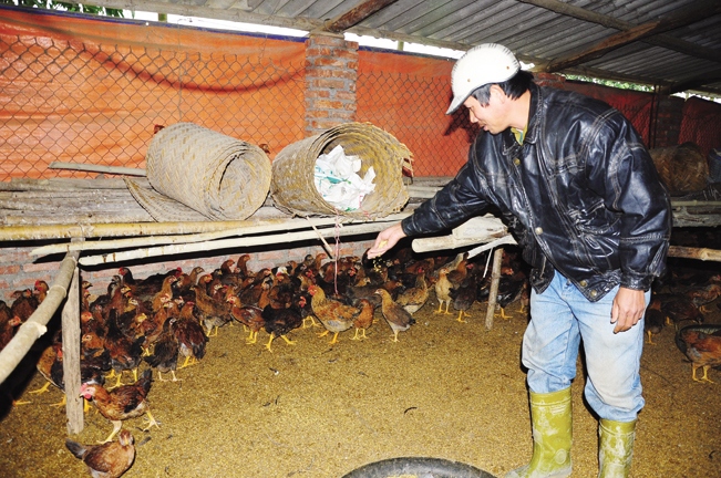 Ông Đại chăm sóc đàn gà tại trang trại của gia đình ở Bắc Giang. Đăng Hải