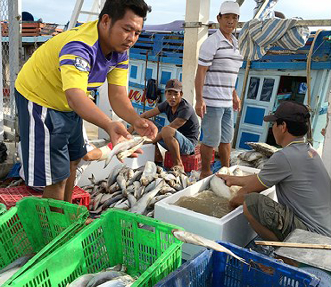 Một vựa thu mua cá ở Bạc Liêu. Ảnh: Cao Thăng