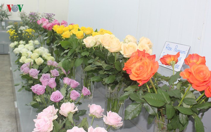 Đây là gian trưng bày hoa hồng trong trang trại của Dalat Hasfarm.