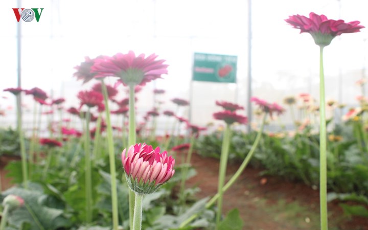 Thời gian canh tác không lâu mà hiệu quả kinh tế lại rõ rệt, một chủ trang trại hoa ở Đà Lạt chia sẻ.