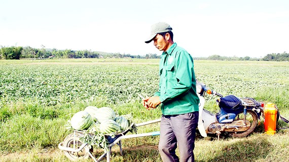 Nông dân Quảng Ngãi chuyển sang thí điểm trồng dưa hấu sạch không hạt (dưa hấu mặt trời). Ảnh: Nguyễn Trang