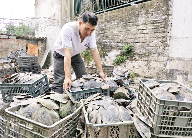 Phụ phẩm ruột, vỏ trai đều được anh Việt bán và sử dụng triệt để dùng làm thực phẩm và đồ mỹ nghệ.