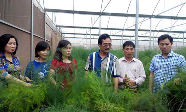 Đoàn công tác của Sở NN&PTNT Hà Nội tham quan mô hình trồng măng tây ứng dụng công nghệ cao tại huyện Phú Xuyên (Hà Nội) ngày 5.4. H.Đ