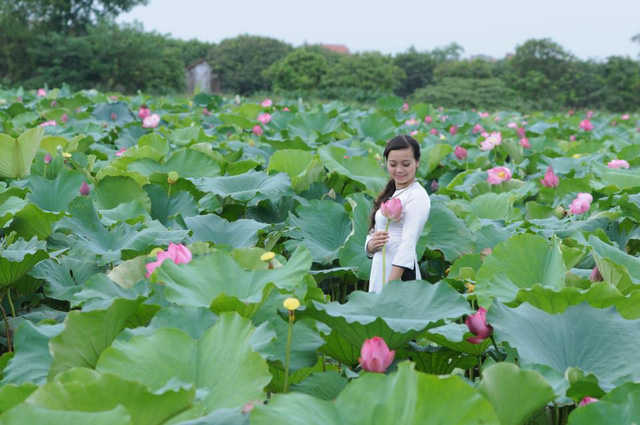 Vì là địa điểm chụp sen mới nổi, các dịch vụ phục vụ cho việc chụp ảnh chưa phát triển tuy nhiên bù lại diện tích đầm lớn, hoa nở rất đẹp. Ảnh: Facebook Vườn sen Bát Tràng