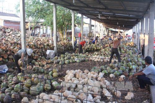 Hiện, dừa khô được thương lái mua tại vườn chỉ còn 25.000-30.000 đồng/chục. Ảnh : Công Trí-TTXVN