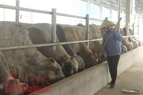 Trang trại cung cấp thịt bò sạch cho khu KT Nghi Sơn của Cty TNHH Anh Minh Giang.