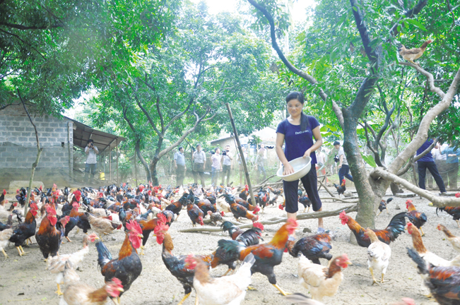 Nông dân chăm sóc đàn gà thả vườn tại huyện Quốc Oai (Hà Nội). Hải Đăng