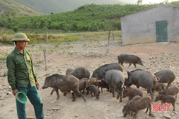 Đàn lợn rừng qua nhiều năm tự nhân giống, đến nay đã có gần 100 con.