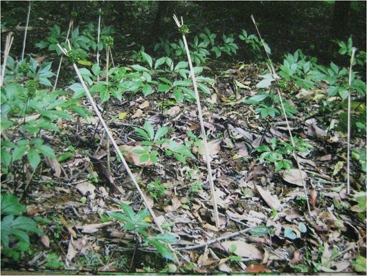 Ngoài bảo tồn giống gen ra, huyện Nam Trà My cũng đang tính phương án di thực cây sâm.