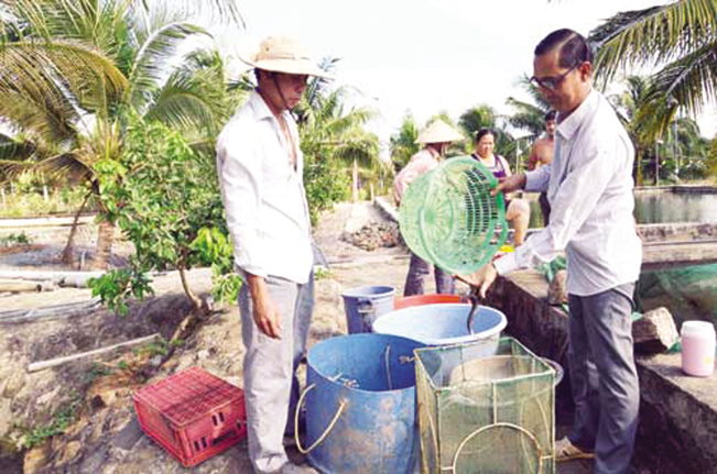 Ông Phan Văn Hùng - Chủ tịch HĐQT HTX nuôi cá Suối Giàu (phải) phân loại con giống cá chình để xuất bán.
