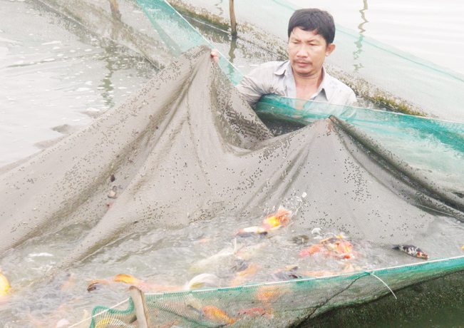 Anh Nguyễn Văn Văn đang thu hoạch cá chép kiểng tại ao (xã Tân Nhựt, Bình Chánh, TP.HCM)