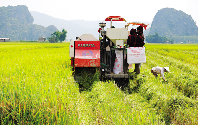 Nhờ khuyến khích nông dân thành lập các HTX, tổ hợp tác (THT), Bạc Liêu đã có gần 8.000 ha cánh đồng lớn ứng dụng công nghệ cao trên cây lúa. T.L