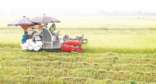 Cần thay đổi chính sách về đất đai tạo điều kiện cho quá trình sản xuất lớn.