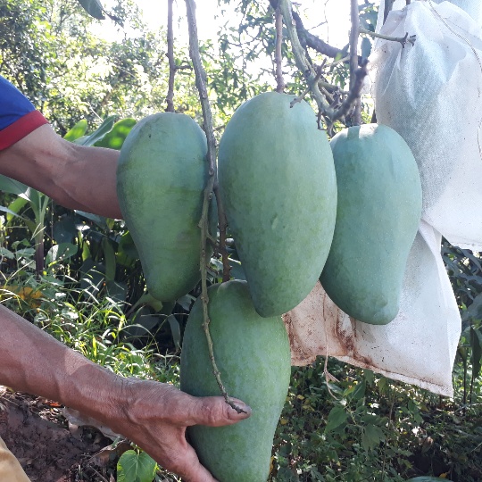 Xoài Yên Châu nổi tiếng với vị ngọt đậm đà, thơm ngon, được nhiều người lựa chọn.