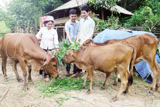 Phát triển chăn nuôi đại gia súc theo hướng hàng hóa đang được huyện Mường Nhé chỉ đạo người dân thực hiện. Nhiều gia đình đã có đàn gia súc 100 con, cho thu nhập trên 200 triệu đồng/năm.