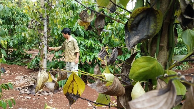 Công an huyện đang điều tra thông tin người dân phản ánh việc bảo kê nông sản của một số đối tượng lạ trên địa bàn một số xã.