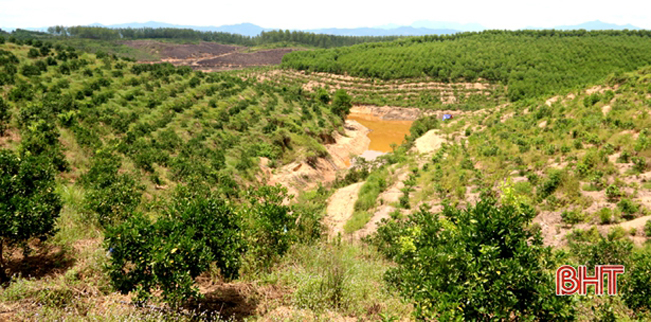 Sau gần 15 năm không quản khó khăn, cải tạo đất cằn, ông Hùng đã có gần 70 ha trồng cam và rừng nguyên liệu.