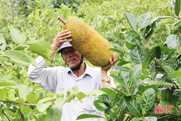 Thương lái thu mua mít Thái.