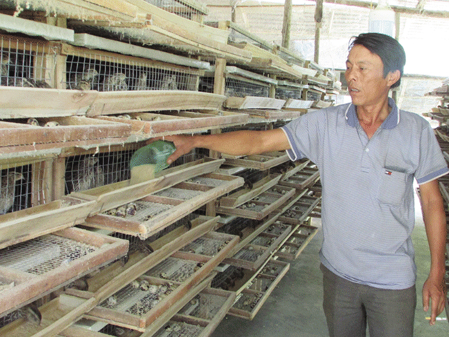 Nuôi chim cút lấy trứng đem lại hiệu quả kinh tế cao cho nhiều hộ dân ở xã Hòa Phước, Hòa Vang, Đà Nẵng.
