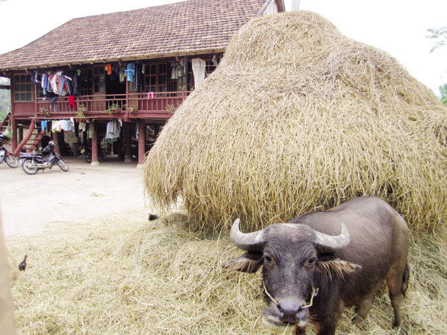 Với tư duy chăn nuôi gia súc làm hàng hóa, đàn trâu, bò ở Sơn La luôn được nông dân quan tâm chu đáo.
