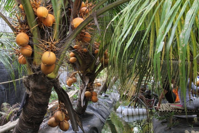 Đam mê sáng tạo, anh Nguyễn Chí Cường đã kỳ công nghiên cứu tạo ra giống dừa độc đáo này trong vòng 6 năm. Anh đặt tên cho loại dừa này là Adona. Ảnh: Infonet.