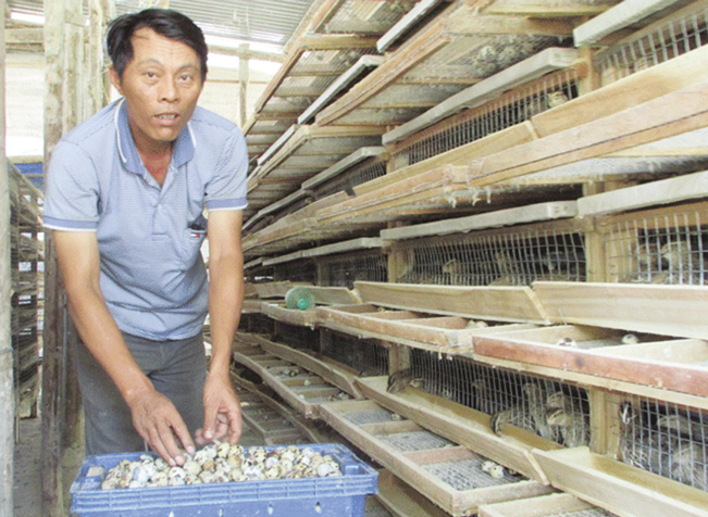 Thôn Trà Kiểm cũng đã lập tổ hội nghề nghiệp nuôi chim cút với 17 hộ tham gia nhằm trao đổi kinh nghiệm nuôi, gắn kết các hộ nuôi nhằm tìm đầu ra sản phẩm ổn định.