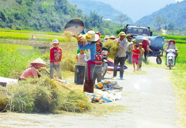 Mùa vàng no ấm trên cánh đồng Mường Tấc, huyện Phù Yên, Sơn La.