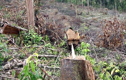 Lâm Đồng là một trong những địa phương tình trạng phá rừng diễn ra nghiêm trọng (Ảnh minh hoạ)