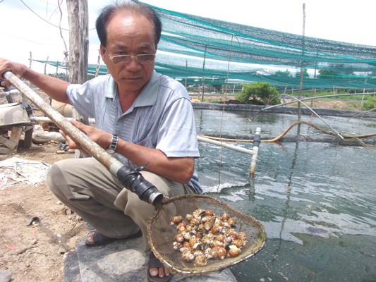 Ông Ba Mãnh kiểm tra ốc hương tăng trưởng tại trại nuôi.