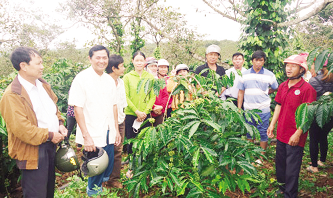Nông dân Đăk Nông được học tập mô hình tái canh cà phê bền vững ngay tại vườn. T.L
