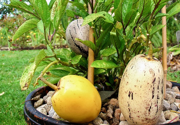 Cây được hơn 3 tháng tuổi sẽ đồng loạt ra trái, đến 4-5 tháng thì bắt đầu thu hoạch. Mỗi trái trung bình đạt trọng lượng 300 g, cho mùi thơm đặc trưng. (Ảnh: Dân Việt).