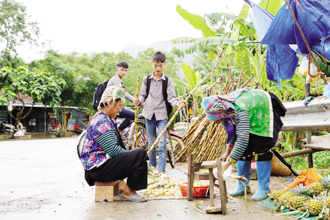 Mía Pú Nhung có vị ngọt mềm, thanh mát nên được nhiều người ưa chuộng.