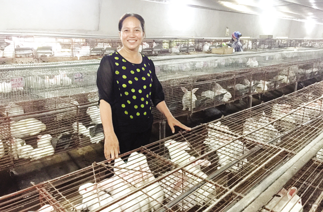 Nhờ chuyển đổi từ sản xuất vật liệu xây dựng sang nuôi thỏ xuất khẩu, chị Lê Thị Chúc (thôn Cầu Tiến, xã Hương Vĩ) có thu nhập 300 triệu đồng/năm.