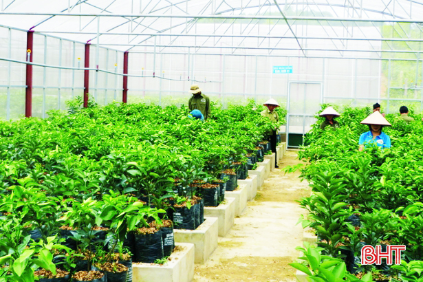 Doanh nghiệp tư nhân Tân Thanh Phong (Hương Khê) liên kết sản xuất trên 200 ha cam, bưởi chất lượng cao ở Hương Khê, Vũ Quang (ảnh tư liệu)