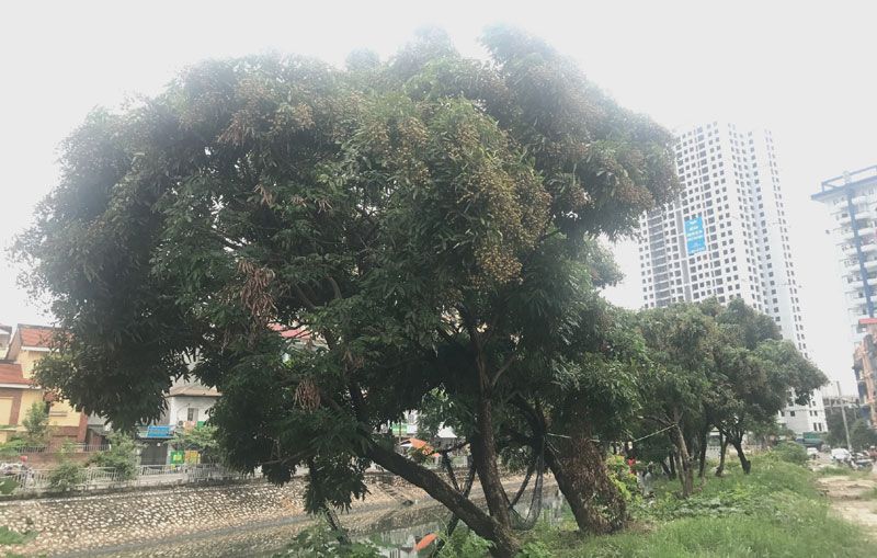 Năm nay, những cây nhãn trên phố Hà Nội bất ngờ được mùa. Tại khu đô thị Đại Kim, nhãn được trồng để lấy bóng mát đều cho quả sai trĩu.