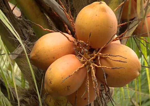 Ưu điểm của dừa Adona là ít sâu bệnh, trồng chưa đến 2 năm đã cho trái. Ảnh: VTV.