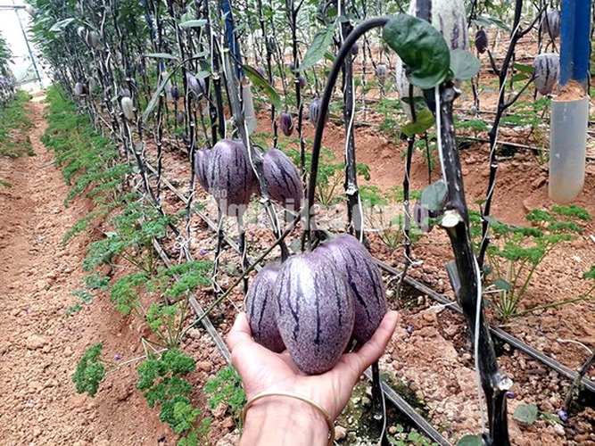 Sau 3 tháng mày mò, anh Nguyễn Định đã trồng thành công giống dưa pepino tím, không chỉ đẹp mắt, giàu chất dinh dưỡng mà còn độc lạ nhất Việt Nam. (Ảnh: Người Lao động).