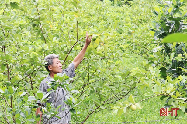 Ông Nguyễn Việt Hùng bên vườn ổi Đài Loan sai quả.