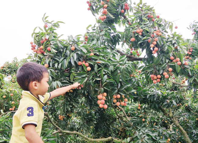 Theo ông Hành, việc cho vải ra ở thân giúp các chùm quả phân bố đều khắp cây tránh việc ra nhiều ở ngọn hay bị gẫy, đổ.