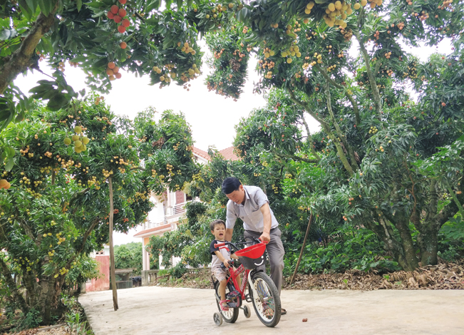 Đường cổng vào nhà ông Hành tràn ngập vải thiều sai trĩu quả.